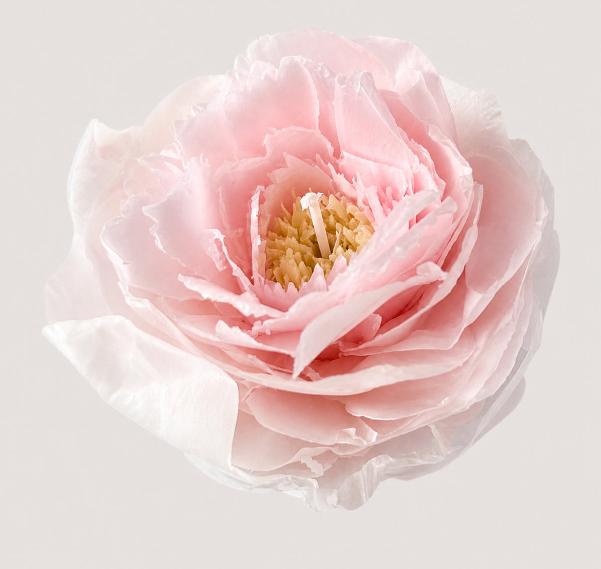 Soft Glow Peony